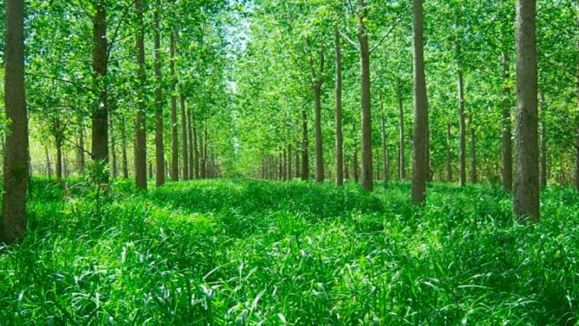 Duplican el forraje bajo las forestaciones del Delta
