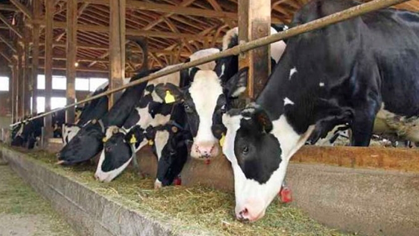 Estudio muestra que eliminar las vacas lecheras tiene impacto mínimo en el cambio climático