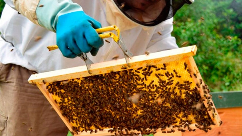 Bolso forraje para futterteig apicultura abejas 