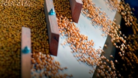 La soja cerró la semana en baja y perforó el umbral de los $500.000 por tonelada en Rosario