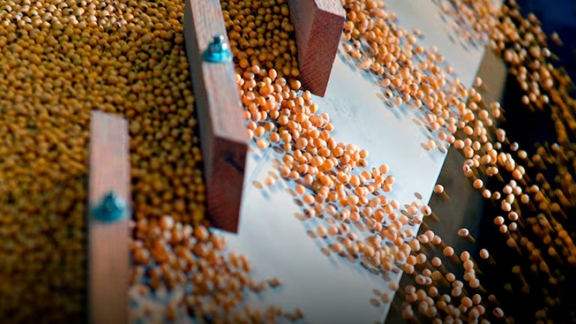 La soja cerró la semana en baja y perforó el umbral de los $500.000 por tonelada en Rosario