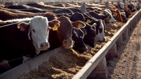 Feedlots afuera de los créditos del Gobierno