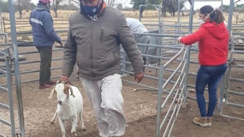 El gobierno intensifica la asistencia integral a pequeños productores caprinos