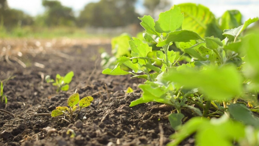 El gobierno entregó insumos para sistema de riego a familia de horticultores