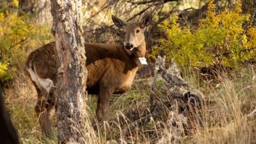 En Santa Cruz colocan GPS a huemules para evitar su extinción