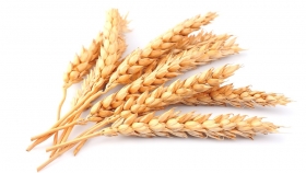 Los precios del trigo alcanzan nuevos máximos mientras la guerra detiene las exportaciones de Ucrania y Rusia