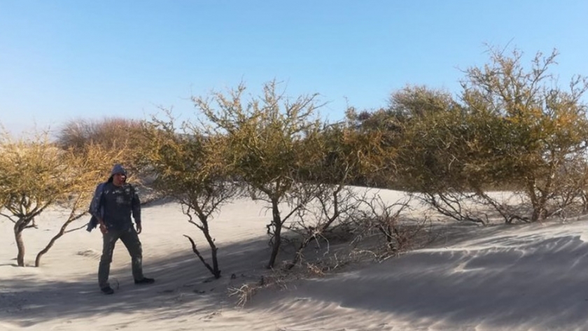 Supervisan trabajos de forestación en Medanitos