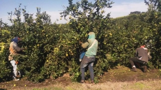 Disminuyó la superficie citrícola en Tucumán