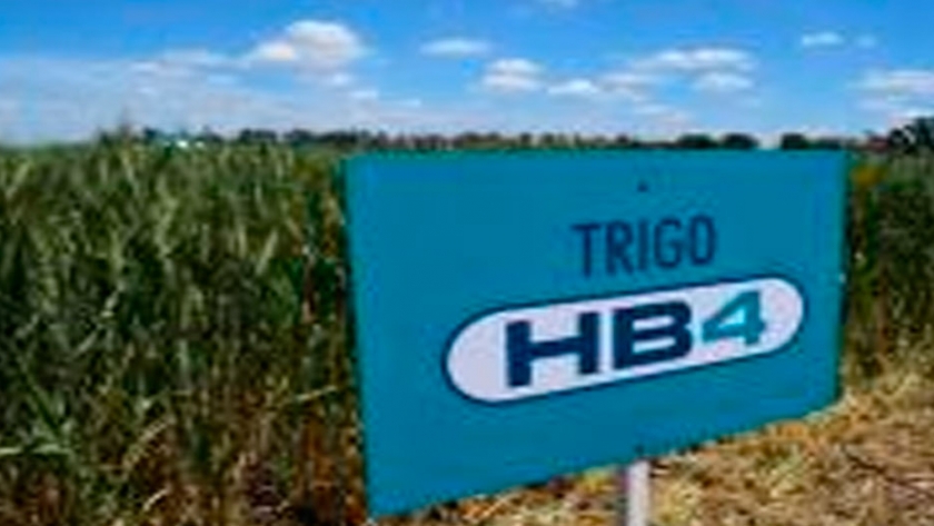 El trigo HB4 genera entusiasmo en Salta	