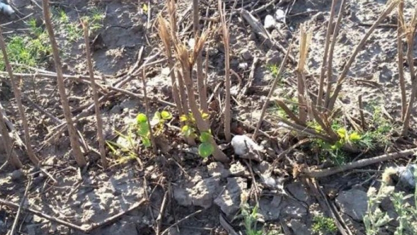 Producción Algodonera: Comenzó la verificación y certificación de destrucción de rastrojos