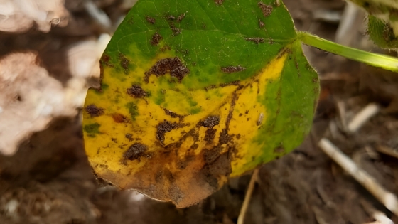 Alerta: primera confirmación de mancha marrón resistente en Argentina