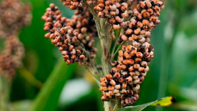 Sorgo 2020/21. La venta anticipada creció 40 veces