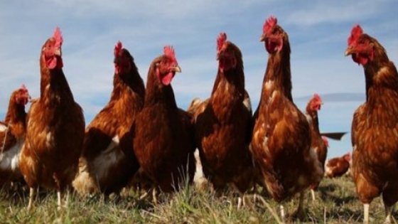 <La industria avícola argentina es una de las más sustentables del mundo
