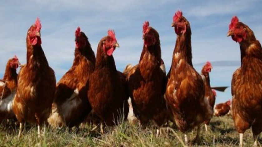 La industria avícola argentina es una de las más sustentables del mundo