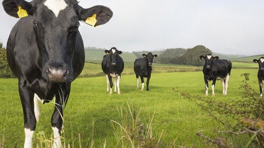 La enfermedad de las vacas locas, el mal que atemorizó a Europa y redujo a la mitad el consumo de carne de ternera
