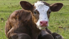 “En todas las vacas que se matan se van 1, 2 o 3 puntos de parición y eso nos falta para crecer”, advierte Raúl Milano del Rosgan