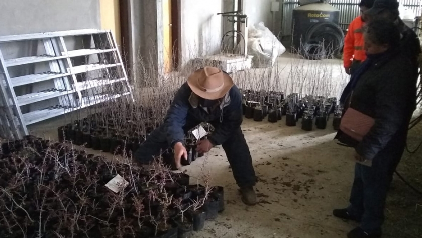 La secretaría de bosques entregó plantas a pequeños productores de la meseta