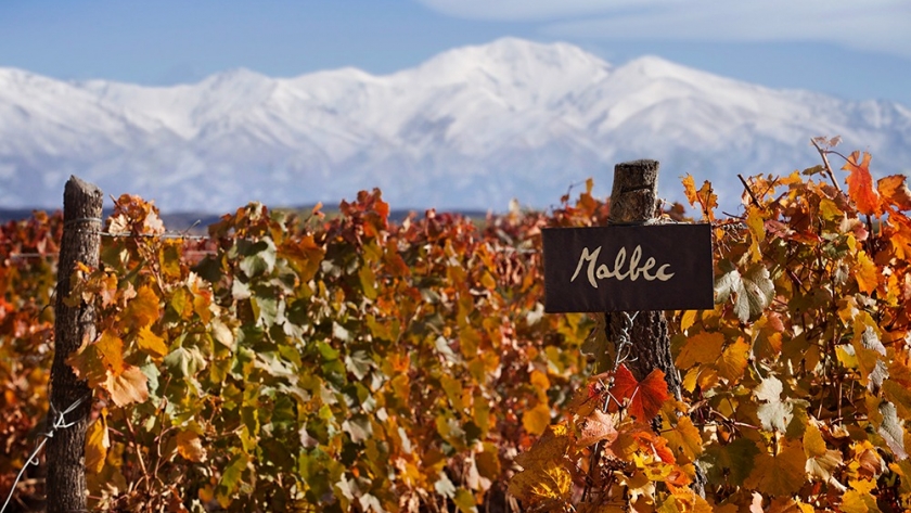 La sustentabilidad se abre paso en la producción de vino: “Hay que subirse, o no se podrá producir”
