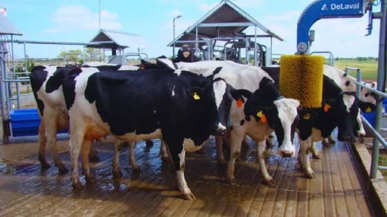 Tambos robotizados: el modelo que redefine la producción lechera en Argentina