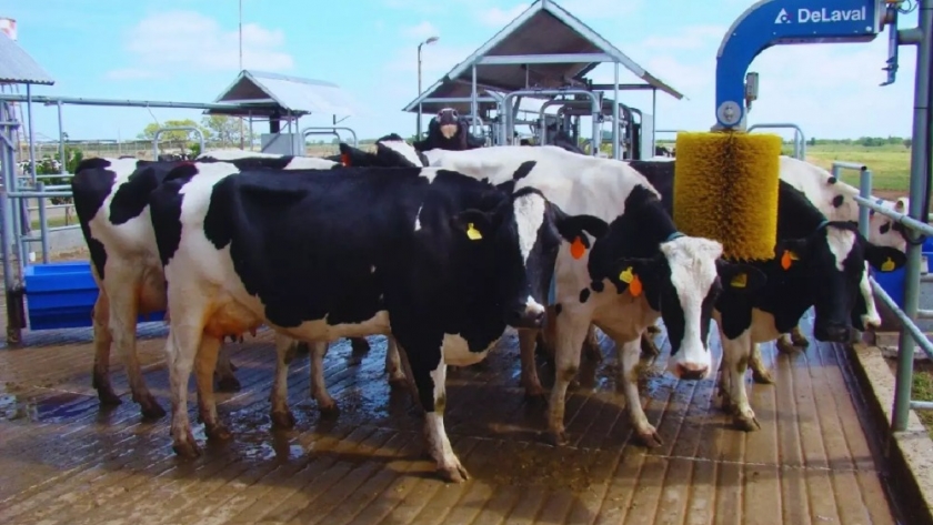 Tambos robotizados: el modelo que redefine la producción lechera en Argentina