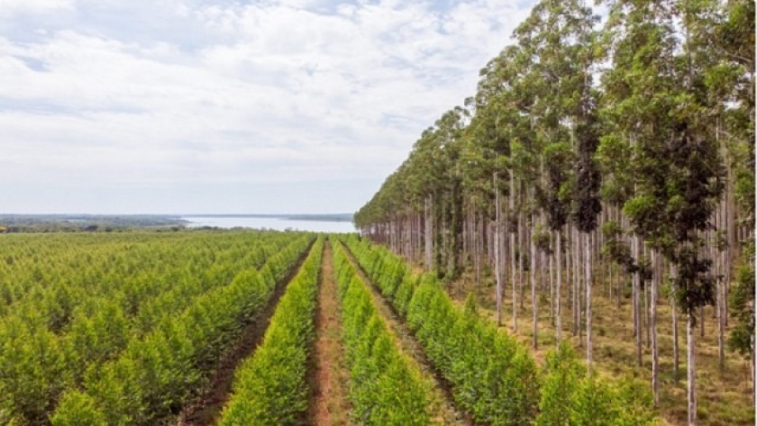 Paraguay en la cima del crecimiento económico de América del Sur