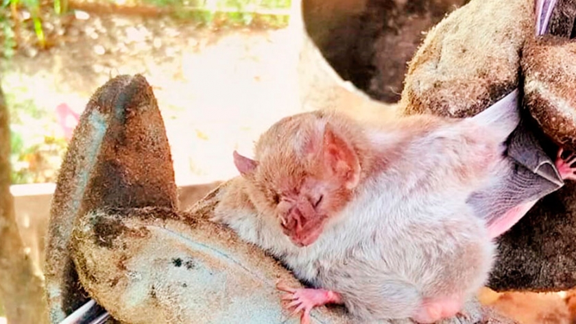 Un brote de rabia paresiante preocupa en Chaco: hay seis animales afectados y el Senasa ya actúa en la zona