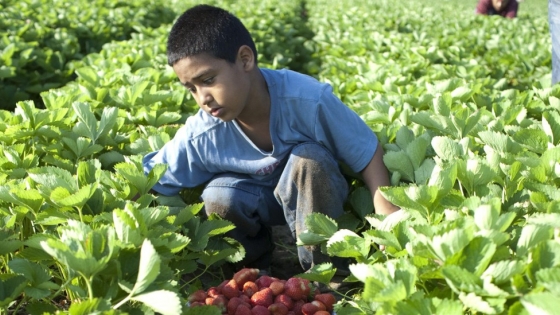 Neuquén: delinearon ejes para abordar el trabajo no registrado y el trabajo infantil en el sector rural