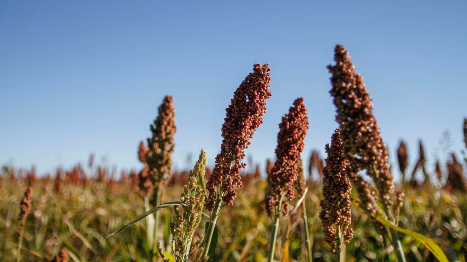 El sorgo argentino puede ganar terreno en China ante la caída de la oferta mundial