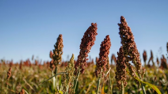 El sorgo argentino puede ganar terreno en China ante la caída de la oferta mundial