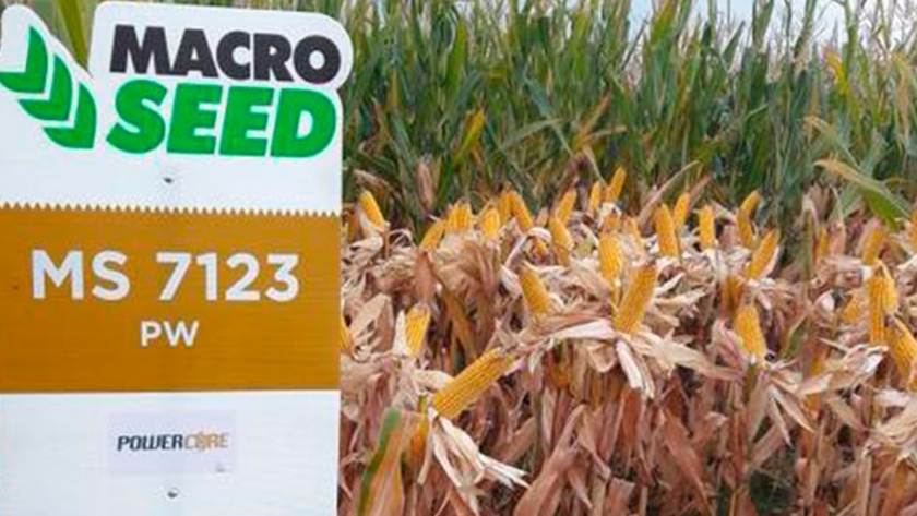 Un híbrido de Macro Seed lideró la Red de Ensayos de Maíz de Siembras Tardías en Aapresid