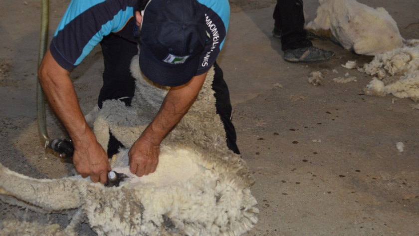 Provincia acompaña al sector ganadero en la esquila pre parto con protocolo de prevención de covid-19