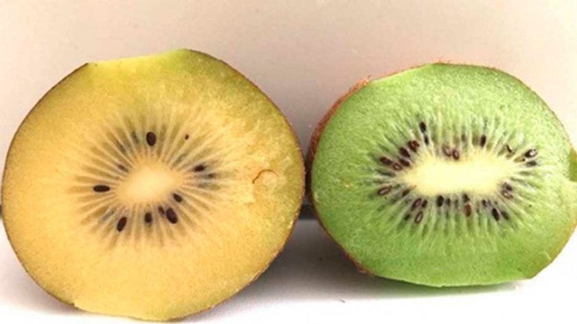 Histórico: la Argentina exporta kiwi amarillo orgánico a Europa