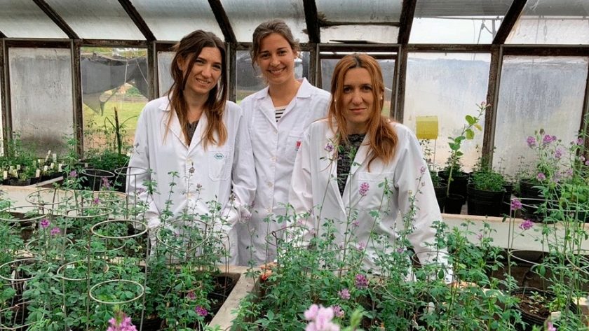 El diseño genético de las plantas marca el futuro de los forrajes