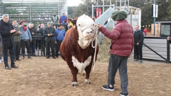 Místico, el primer toro de la ExpoRural 2024: el pasado futbolero del animal de 1140 kg y el trabajo del establecimiento que llevó el animal hasta Palermo