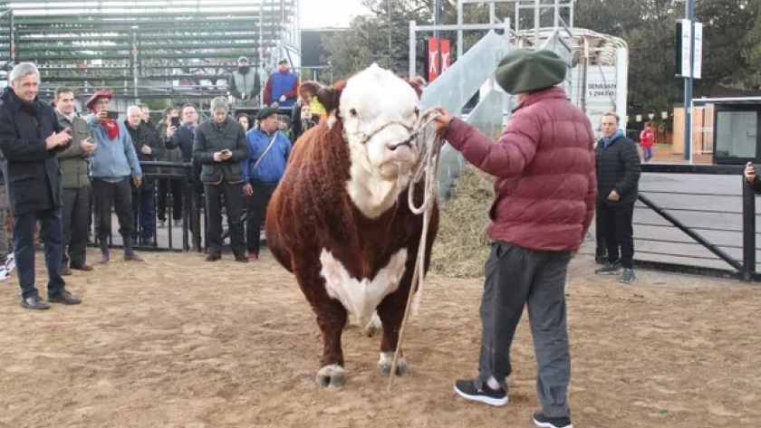 Místico, el primer toro de la ExpoRural 2024: el pasado futbolero del animal de 1140 kg y el trabajo del establecimiento que llevó el animal hasta Palermo