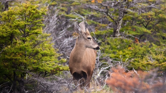 El fantasma de los Andes: el esfuerzo por salvar al huemul, emblema en peligro de la Patagonia