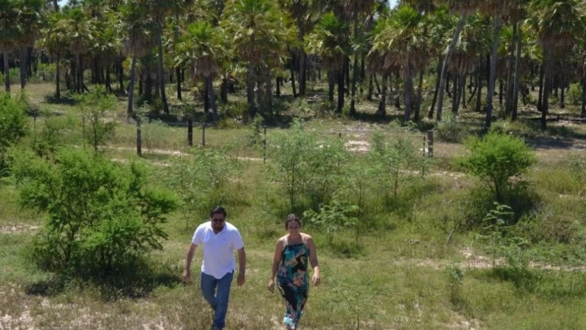 Chaco sostenible: el gobierno impulsa la creación del “Parque Palmares del Sur”