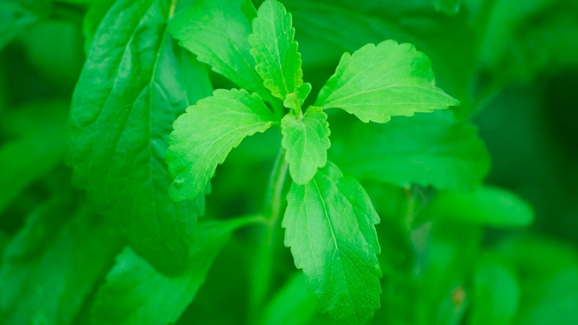Stevia en Tucumán: avances en las investigaciones que desarrolla el INTA y la FAZ-UNT