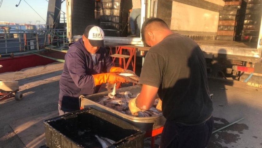 Menos merluza, menor calidad y menor tamaño en las descargas