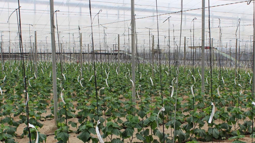 Europa no quiere agricultura intensiva pero cada hectárea de invernadero absorbe el CO2 que producen ocho coches al día