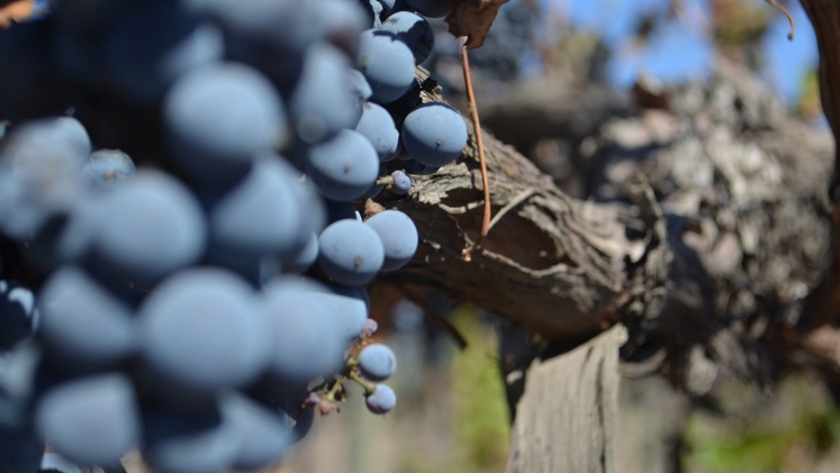 El INV participó de Importante Reunión del Grupo Mundial de Comercio del Vino (GMCV)