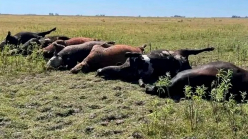 Por intoxicación hídrica, en un campo se murieron 24 vacas en 3 días
