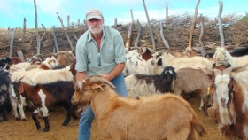 La FAO considera a la cabra criolla del sur mendocino como raza propia