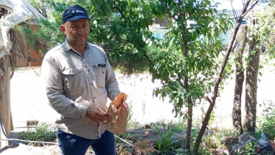 Liberaron más de un millón de ‘machos estériles’ de moscas de los frutos en Quines y Candelaria