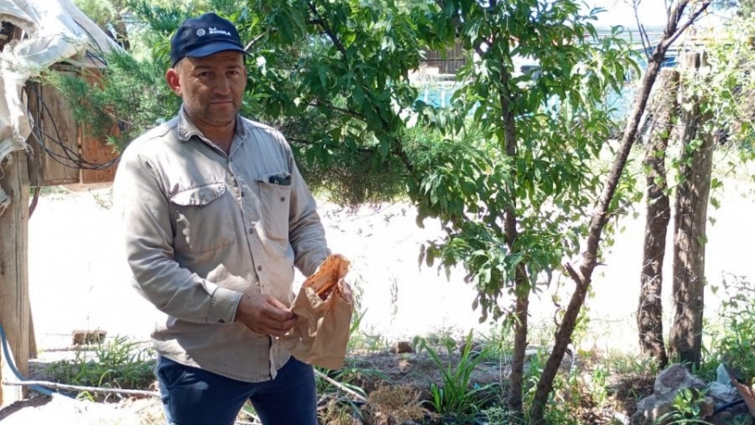 Liberaron más de un millón de ‘machos estériles’ de moscas de los frutos en Quines y Candelaria