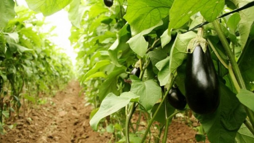 Los beneficios de la educación en inocuidad alimentaria