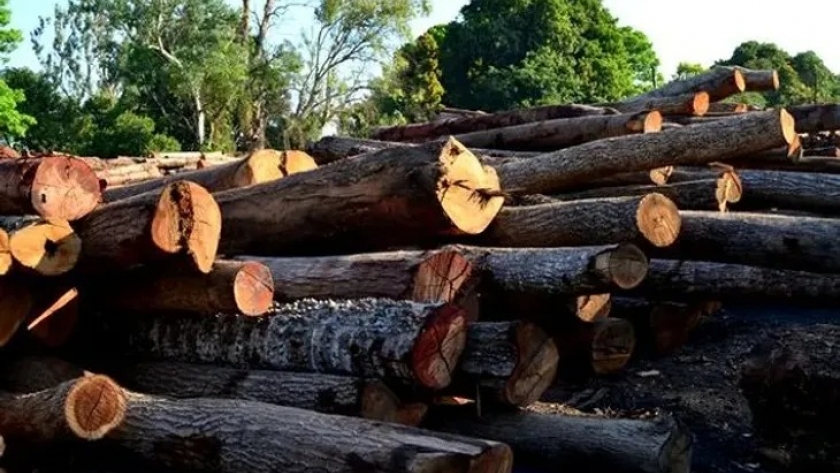 La industria forestal exige estar 