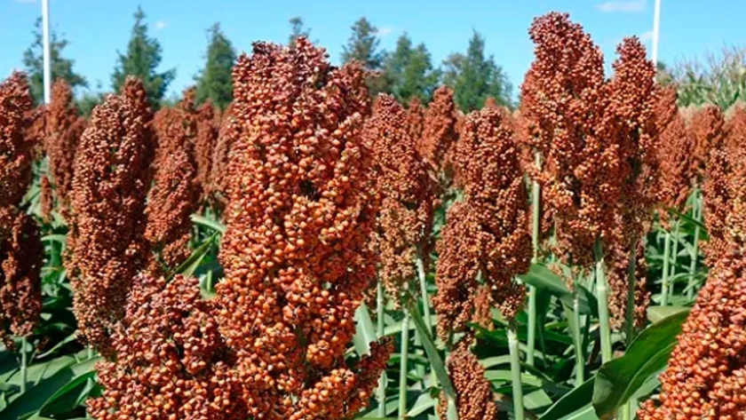Sorgo: un gran sustituto del maíz en las dietas ganaderas