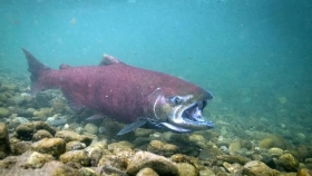 El avance del salmón Chinook en la Patagonia: ciencia, impacto ambiental y un debate abierto