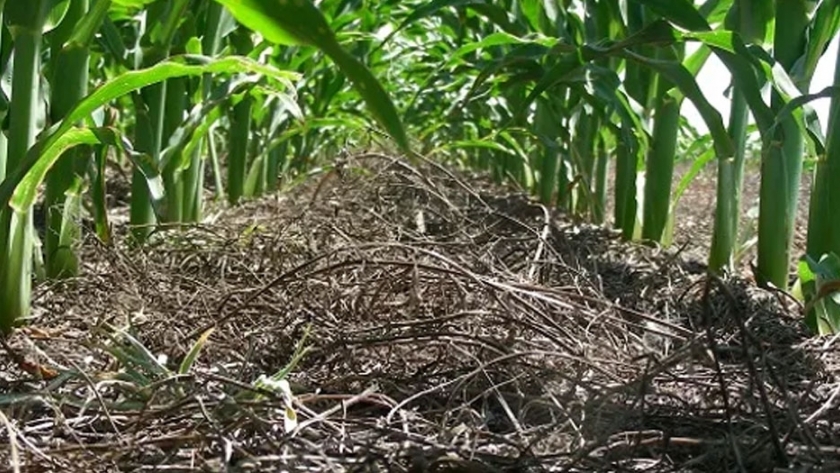 El INTA evaluó el aporte que generó al suelo la mayor incorporación de trigo y maíz